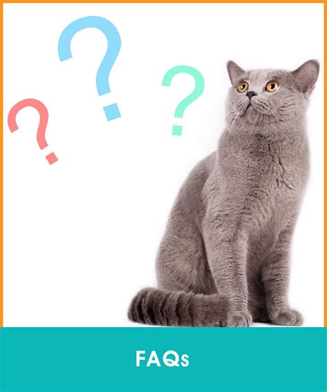 FAQ Cat Behavior Consultation Process