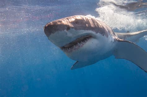 Bigger than Big Blue. The biggest shark at Guadalupe Island! - SharkDiver