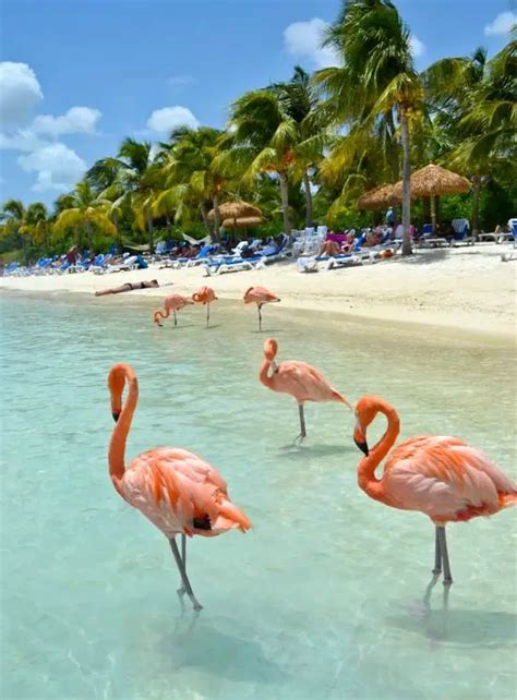 Beaches where you Can Mingle with Flamingos and other Wildlife