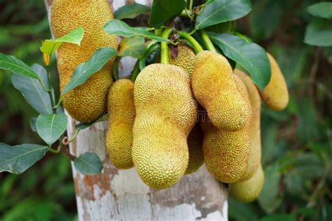 Tropical Plant - Jackfruit Tree in Forest Stock Photo - Image of nature, juicy: 31647718