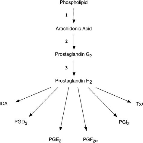 Biosynthesis of prostaglandins. Arachidonic acid, released from ...