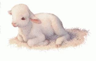 Lamb GIF - Lamb - Discover & Share GIFs