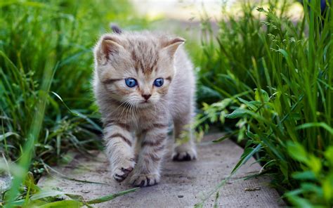 Cute Little Cats Wallpapers - Wallpaper Cave