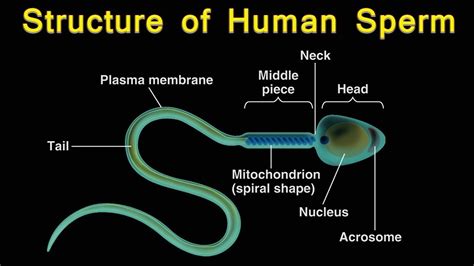 Structure of sperm #structure of human sperm - YouTube