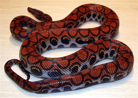 Brazilian Rainbow Boas for sale