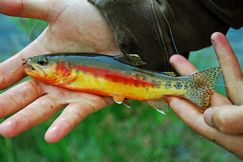 Boy lands prized golden trout, breaks 42-year-old record