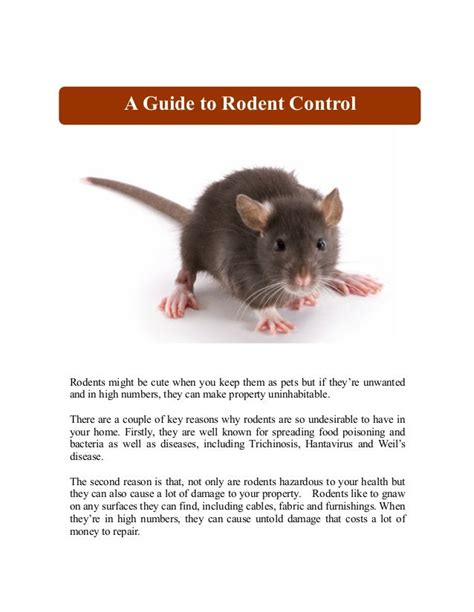 A Guide to Rodent Control