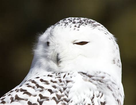 Laura's Birding Blog: Snowy Owl Migration: More complicated than most people realize