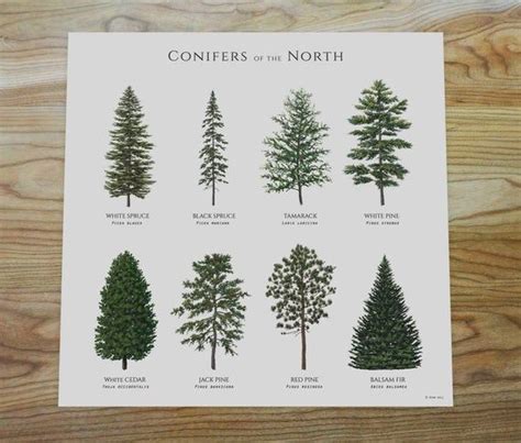 Illustrated Conifer Trees of the Northern Latitues of North America, Digital Download - Etsy ...