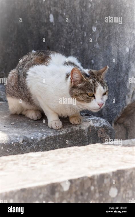 Cat is hunting Stock Photo - Alamy