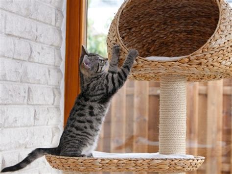 5 Ways To Keep Your Cat From Driving You Absolutely Crazy