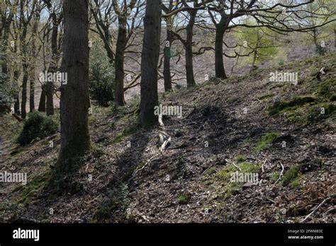 The Quantock Hills near Holford, Somerset, UK Stock Photo - Alamy