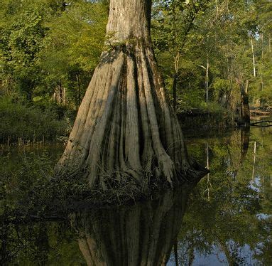 Francis Marion and Sumter National Forests - Home