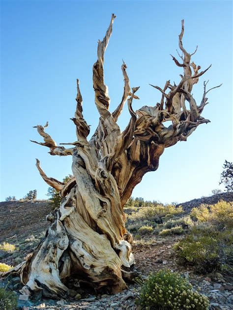 The Great Basin Bristlecone Pines, the oldest tree on earth - The World of Knowledge