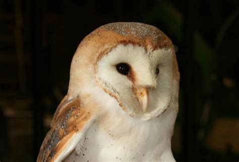 Barn Owl Wallpapers Images Photos Pictures Backgrounds