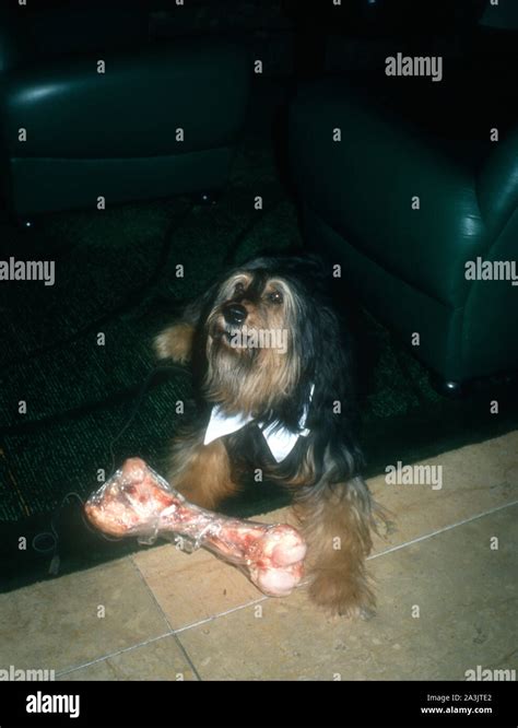 Los Angeles, California, USA 28th January 1995 Buck the Dog attends ...