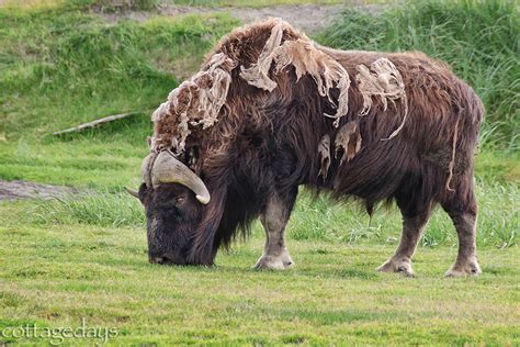 Cottage Days and Journeys: Wildlife Wonders of Alaska - Musk Ox