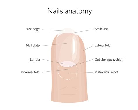 Nail anatomy structure training poster flat style design vector ...