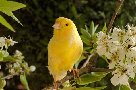 Goditi la compagnia degli uccelli granivori direttamente nel tuo giardino