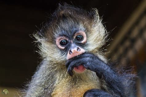 Symbolic Classic Adoption: Spider Monkey – Toucan Rescue Ranch