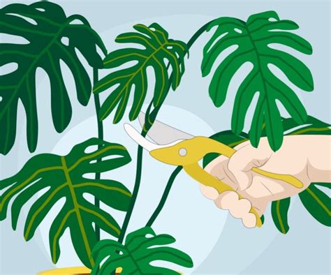 How to Propagate a Split-Leaf Philodendron: Easy Step-by-Step Guide