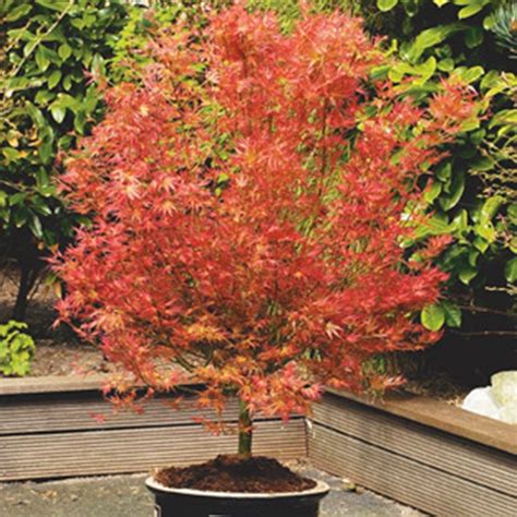 Acer palmatum 'Wilson's Pink Dwarf' - Japanese maple | Kleine gartenbäume, Pflanzen, Vorgarten