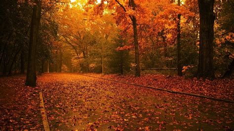 Autumn Tree Wallpapers - Wallpaper Cave