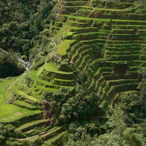 Rice Terraces - Sagada Place of Interests - Sagada Islands Philippines ...