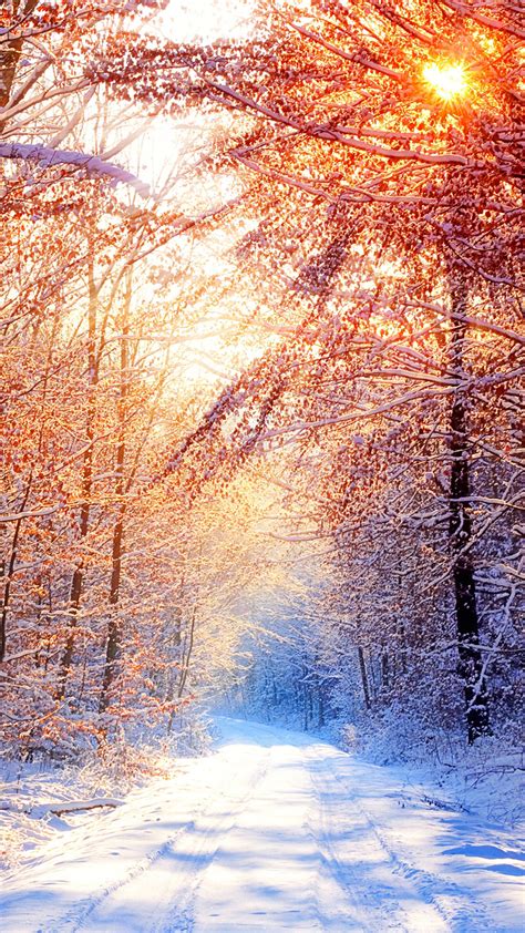 Snow Trees Winter Morning 4K Ultra HD Mobile Phone Wallpaper