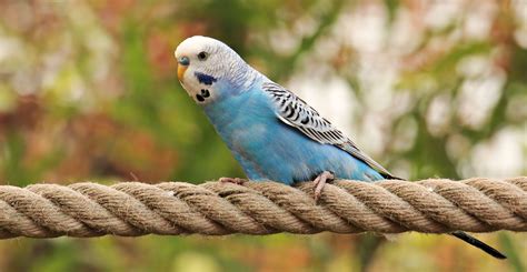 Blue Parakeet Wallpapers - Wallpaper Cave