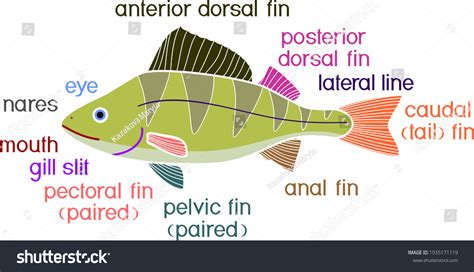 Fish External Anatomy External Structure Perch Stock Vector (Royalty ...