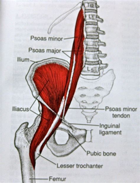 LEONG Orthopaedic Health Iliopsoas Muscle – Personal Training North Vancouver