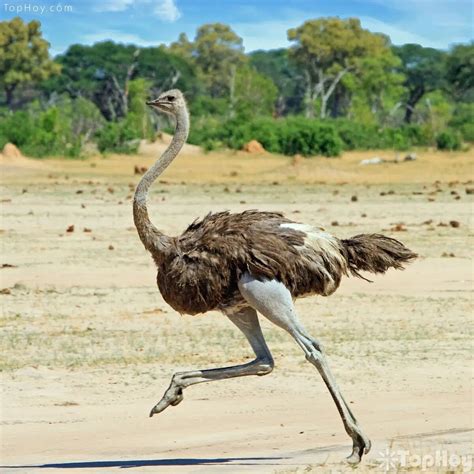 avestruz corriendo - TopHoy