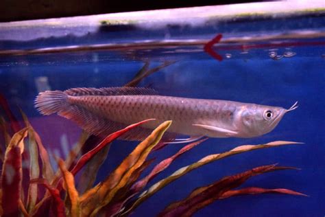 Silver Arowana | Absolutely Fish