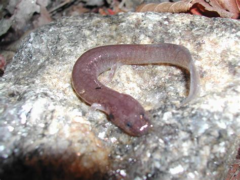 Spring Salamander Facts and Pictures