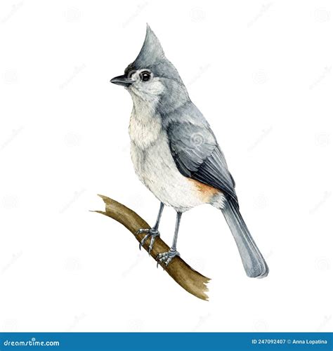Tufted Titmouse Bird on a Branch. Watercolor Illustration. Hand Drawn Realistic Titmouse Stock ...