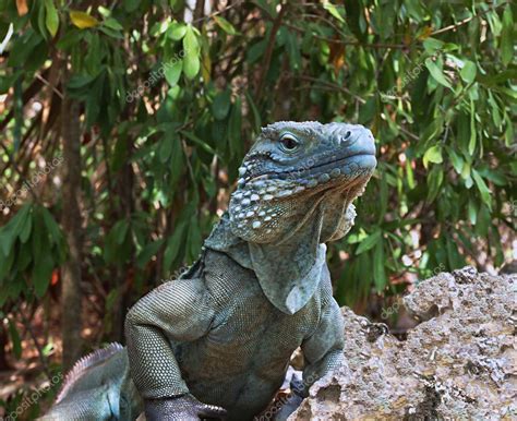 Blue Iguana Endangered Species — Stock Photo © mosnell #10111110