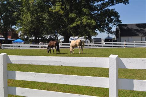 Horses enjoying the paddock at The Meadow Event Park | Horses, Park ...