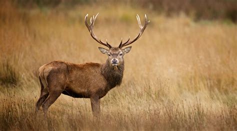 ¿Qué clase de animal es el personaje de Bambi? –– Mis animales