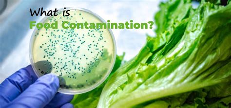 Food Contamination and the Types of Food Contamination