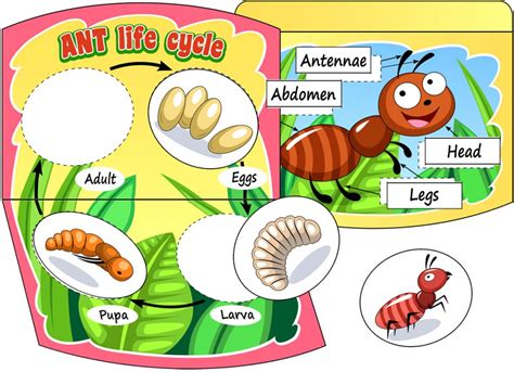 ant life cycle for kids - Caren Mcdonough