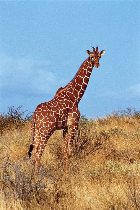 Giraffe | Facts, Information, Habitat, Species, & Lifespan | Britannica