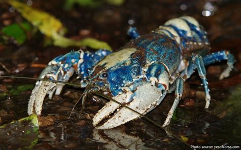 Interesting facts about crayfish | Just Fun Facts