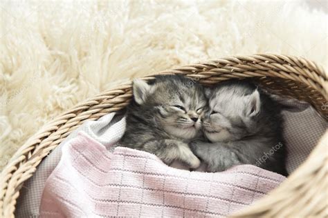 Cute tabby kittens sleeping and hugging Stock Photo by ©lufimorgan 76896657