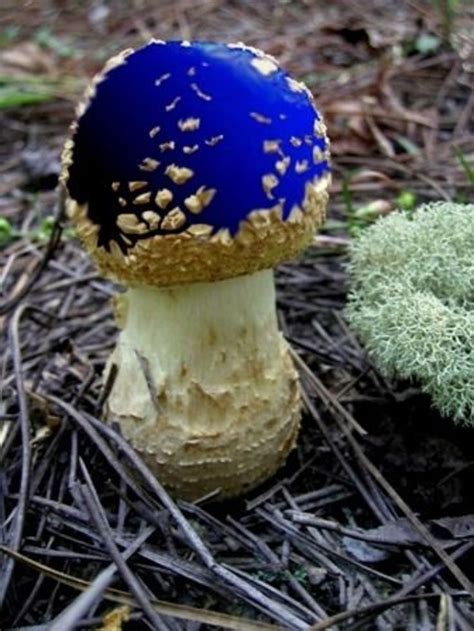 46 Magical Wild Mushrooms You Won't Believe Are Real ... | Stuffed ...