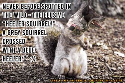 Funny Hunting Meme: Wild Heeler Squirrel - Grey Squirrel Crossed with ...