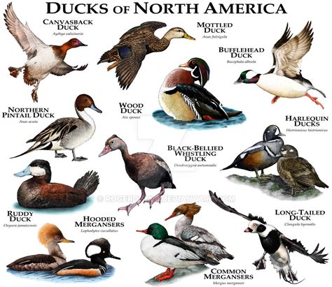 Ducks of North America by rogerdhall on DeviantArt