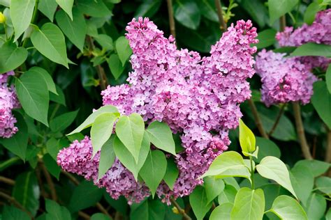 Lilac bush vs lilac tree key differences – Artofit