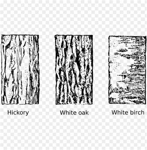 Free download | HD PNG tree bark tree clipart vector transparent ...