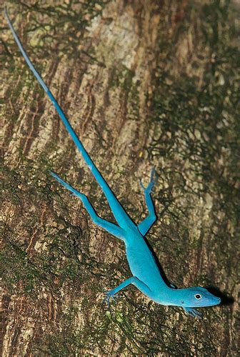 Blue Anole Facts and Pictures | Reptile Fact